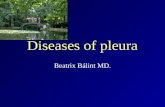 Diseases of pleura Beatrix Bálint MD.. Pleural cavity.