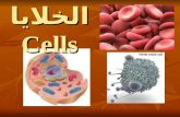 الخلايا Cells. نظرية الخلية Cell Theory الخلية هي وحدة التركيب الأساسية لجميع الكائنات الحية الخلية هي وحدة