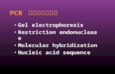 PCR 扩增产物的分析 Gel electrophoresis Restriction endonuclease Molecular hybridization Nucleic acid sequence.