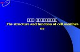 第三节 细胞膜的结构和功能 The structure and function of cell membrane.