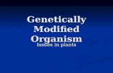 Genetically Modified Organism Issues in plants. Part I GMO 概述 從農作物來討論.