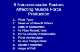 9 Neuromuscular Factors Affecting Muscle Force Production 1.Fiber Type 2.Number of Muscle Fibers 3.Rate of Stimulation 4.% Fiber Recruitment 5.Force-velocity.