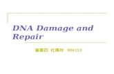 DNA Damage and Repair 畜產四 杜佩玲 906113. 大綱 前言 DNA damage 之種類 DNA repair 之種類 討論 參考文獻.