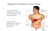 Digestive System: Overview – mouth, pharynx, esophagus, stomach, small intestine, and large intestine – teeth, tongue, gallbladder, salivary glands, liver,