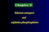 Chapter 9 Electron transport and oxidative phosphorylation.