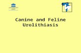Canine and Feline Urolithiasis. Magnesium ammonium phosphate Calcium oxalate Urate Cystine Calcium phosphate Silicate Mixed stones.