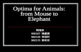 Optima for Animals: from Mouse to Elephant 物理系 902167 陳慶源 902143 林柏村 902170 章宏志.