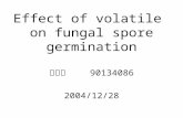 Effect of volatile on fungal spore germination 周秋伶 90134086 2004/12/28.