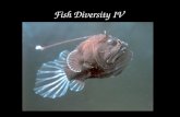 Fish Diversity IV. Phylum Chordata –Superclass Agnatha Class Pteraspidomorphi † Class Myxini (?) Class Cephalaspidomorphi –Superclass Gnathostomata Class.