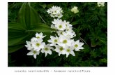 Sasanka narcisokvětá – Anemone narcissiflora. koniklec alpinský bílý – Pulsatilla alpina subsp. austriaca.