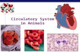 Regents Biology 2008-2009 Circulatory System in Animals.