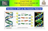 1 Section A: DNA as the Genetic Material CHAPTER 16 THE MOLECULE BASIS OF INHERITANCE.