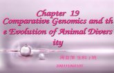 Chapter 19 Comparative Genomics and the Evolution of Animal Diversity 周亚萍 生科 1 班 200331060105.