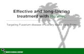 Effective and long-lasting treatment with ReVive Targeting Fusarium disease in Canary Island Date Palms.