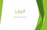 Leaf Savannah Gowarty. New Addition: Supplements  Now offering supplements to our smoothies.