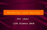 Hormones and Nerves Life Science 2010 鄭先祐 (Ayo) Hormones and Nerves2 Hormone and Pheromone A hormone ( 荷爾蒙 ) is a chemical that is produced in one part.