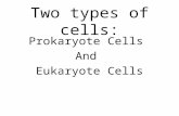 Two types of cells: Prokaryote Cells And Eukaryote Cells.