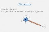 The neurone Learning objectives: Explain how the neurone is adapted for its function.