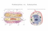 Prokaryotes vs. Eukaryotes. The Endosymbiotic Theory.
