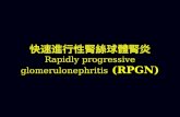 快速進行性腎絲球體腎炎 Rapidly progressive glomerulonephritis (RPGN)