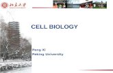 CELL BIOLOGY Peng Xi Peking University. Outline  Cell ― Structure ― Cell process  Tissue ― Morphology ― Function.