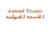 Animal Tissues الانسجة الحيوانية Categories of Tissues Epithelium طلائية Epithelium Connective ضامه Connective Muscle عضلية Muscle Nervous عصبية