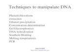 免疫学信息网  Techniques to manipulate DNA Phenol/chloroform extraction Ethanol precipitation Concentration determination Gel Electrophoresis.