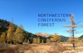 NORTHWESTERN CONIFEROUS FOREST. distribution The Northwestern Coniferous Forest is located in the Pacific northwest of America. It ranges from the coast.