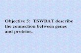 Objective 5: TSWBAT describe the connection between genes and proteins.