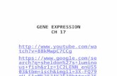 GENE EXPRESSION CH 17