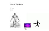 Motor System 본 3 신경과학 신형철 교수. 1. Reflex-controlled Movements Knee Jerk, withdrawal from HOT stuff, reflex Stimulus---> automatic, repetitive, stereotyped.