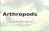 Arthropods Tang Hiu Man(22) 6S Arthropods Tang Hiu Man (22) 6S.