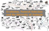 Evolution, Natural Selection and the Diversity of Animals.