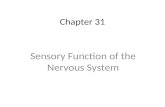 Chapter 31 Sensory Function of the Nervous System.