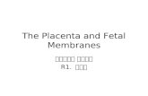 The Placenta and Fetal Membranes 부산백병원 산부인과 R1. 조인호.