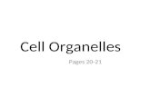 Cell Organelles Pages 20-21. Organelles  Structures inside of cells that perform different cell activities!  Also known as “little or tiny” organs.