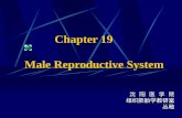 Chapter 19 Male Reproductive System 沈 阳 医 学 院 组织胚胎学教研室 组织胚胎学教研室丛敬.