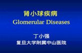 肾小球疾病 Glomerular Diseases 丁小强 复旦大学附属中山医院. Pathological changes -- glomerular injury Clinical manifestations --proteinuria / hematuria Pathological