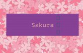 Sakura さくらさくら. Sakura or Cherry Blossom is the Japanese name for ornamental cherry trees and their blossoms.