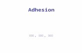 Adhesion 지영식, 이정규, 이준성. Work of Adhesion and Cohesion Work of Adhesion: the free energy change, or reversible work done, to separate unit areas of two.