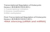 Post-Transcriptional Regulation of Eukaryotic Genes ( 真核基因的转录后调控 ) RNA silencing (siRNA and miRNA) Transcriptional Regulation of Eukaryotic Genes ( 真核基因的转录调控.