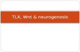 TLX, Wnt & neurogenesis. DeCarolis ‘10Ables ‘10 Neurogenesis.