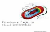 Estrutura e função da célula procariotica Cell Diagram: Mariana Ruiz, pub domain.