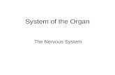 System of the Organ The Nervous System 2 LIU Chuan Yong 刘传勇 Department of Physiology Medical School of SDU Tel 88381175 (lab) 88382098 (office) Email: