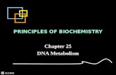 歐亞書局 PRINCIPLES OF BIOCHEMISTRY Chapter 25 DNA Metabolism.