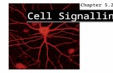 Cell Signalling Chapter 5.2. 5.2.1 cell communication and cell recognition A Cell communication Three ways commmunication a Secret chemical signal b Contact-depend.