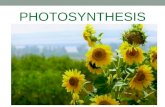 PHOTOSYNTHESIS. Today’s Objectives Given information and/or diagrams on the process of photosynthesis, write and/or identify the equation, raw materials,