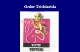 Order Trichiurida. Trichuris trichiuraTrichuris trichiura –Whipworm Trichinella spiralisTrichinella spiralis.