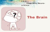 CH.2 Cognitive Neuroscience ?. The Brain The nervous System ReceiveProcess Respond to information from the environment “Our ability to perceive, adapt.