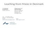 Leaching from Maize in Denmark. High level of animal manure.